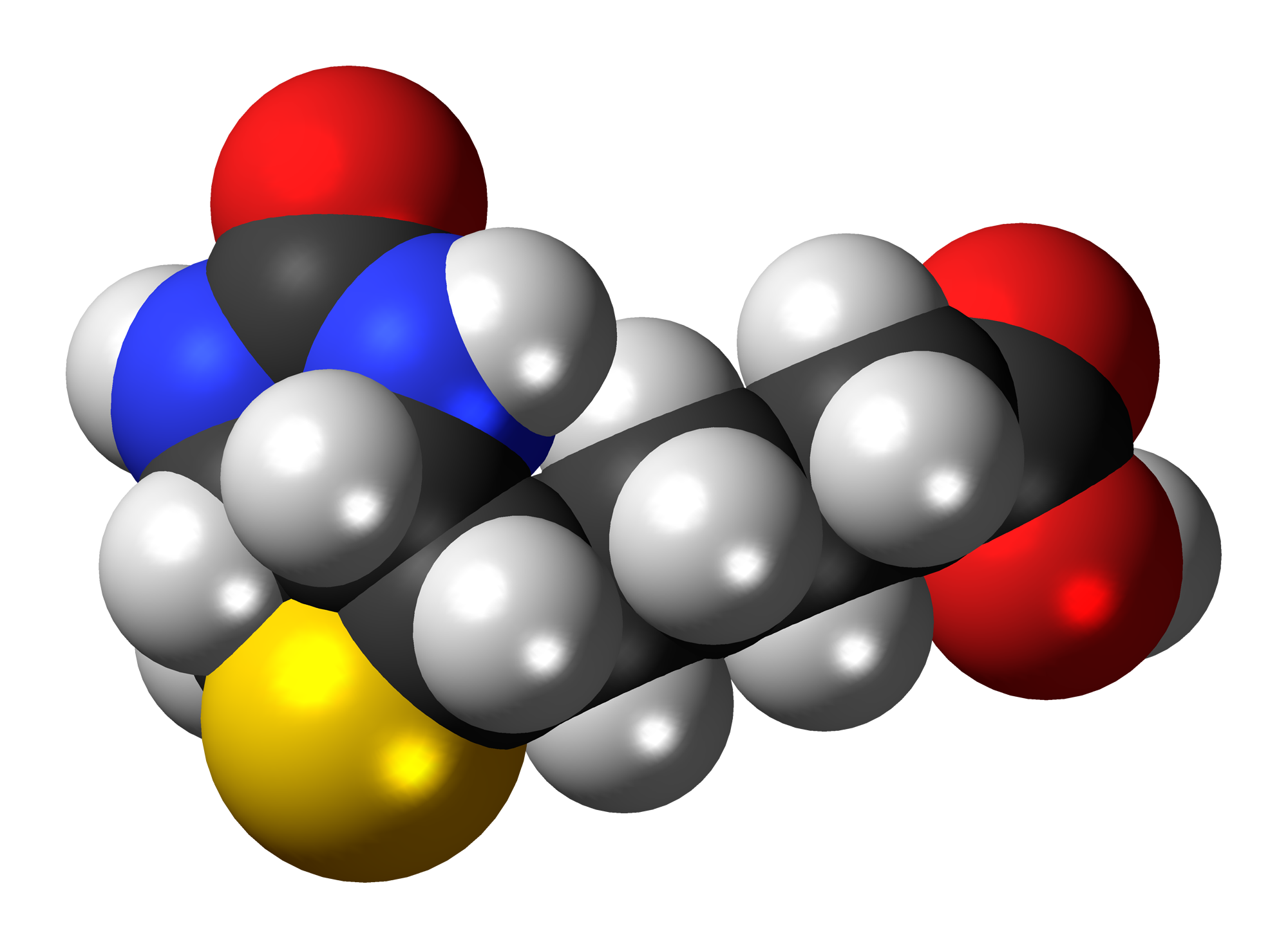 Three-dimensional model of a biotin molecule