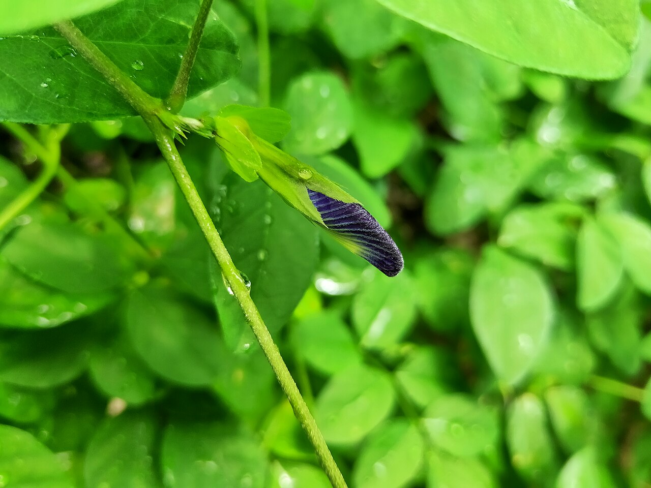 Vivid blue butterfly pea flower