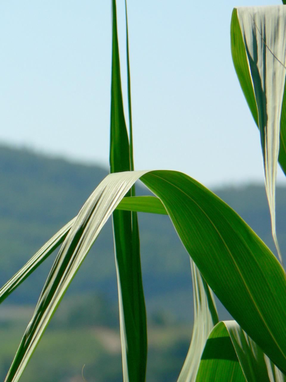 Close-up green leaves representing chlorophyll